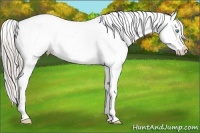 Horse Color:White Spotted Chocolate Palomino Pearl Sabino Appaloosa Rabicano 
