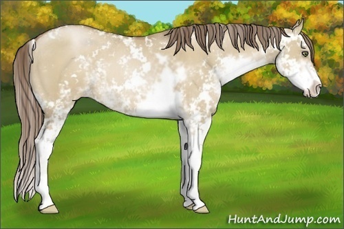 Horse Color:Grullo Pearl Sabino 