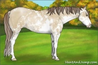 Horse Color:Grullo Pearl Sabino