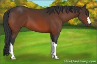 Horse Color:Bay 