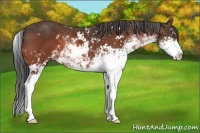Horse Color:Bay Sabino 