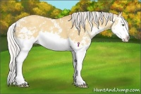 Horse Color:Silver Amber Champagne Dun Sabino Splash