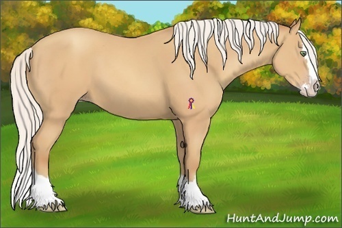 Horse Color:Silver Amber Champagne Sabino Splash 