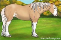Horse Color:Silver Amber Champagne Sabino Splash