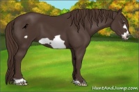 Horse Color:Liver Chestnut Frame 