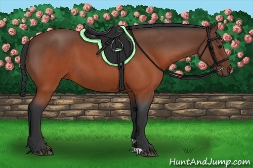 Horse Color:Brown Roan 