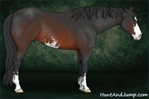 Horse Color:Brown Sabino