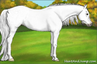 Horse Color:Gray Blue Roan Appaloosa 
