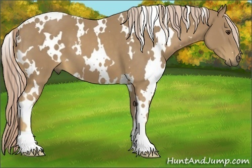 Horse Color:White Spotted Palomino 