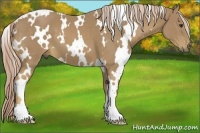 Horse Color:White Spotted Palomino