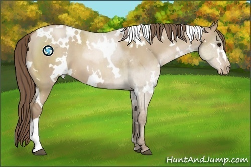 Horse Color:White Spotted Grullo Pearl 