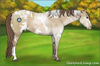 Horse Color:White Spotted Grullo Pearl