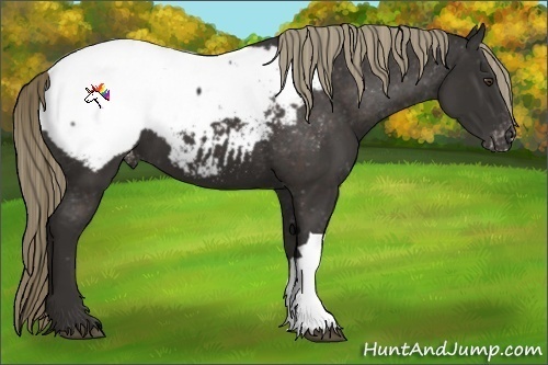 Horse Color:Liver Chestnut Appaloosa 