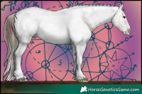 Horse Color:White Spotted Bay Roan Appaloosa 