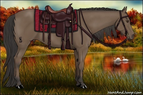 Horse Color:Buckskin 