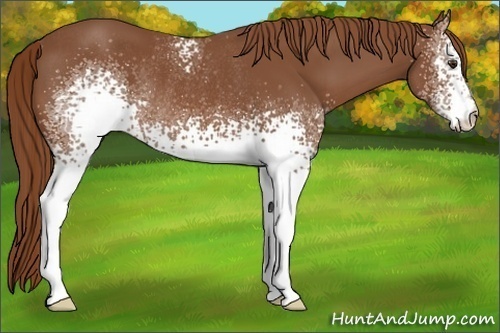 Horse Color:White Spotted Chestnut Rabicano 