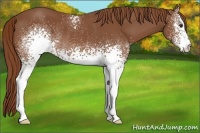 Horse Color:White Spotted Chestnut Rabicano 