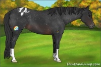 Horse Color:Brown Appaloosa