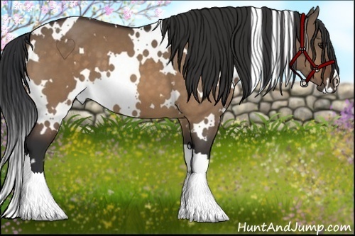 Horse Color:White Spotted Bay Dun