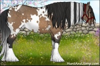 Horse Color:White Spotted Bay Dun 