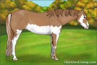 Horse Color:Chestnut Splash Frame