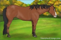 Horse Color:Bay Splash 