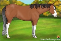 Horse Color:Bay Splash 