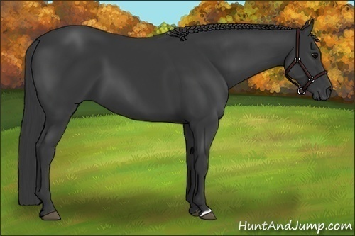 Horse Color:Black 