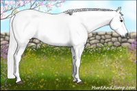 Horse Color:Gray Bay 