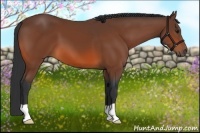 Horse Color:Bay 