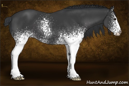 Horse Color:White Spotted Black