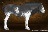 Horse Color:White Spotted Black