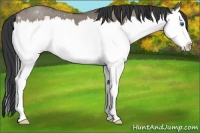 Horse Color:Grullo Sabino Splash