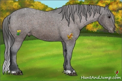 Horse Color:Brown Varnish