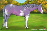 Horse Color:Watercolor White Spotted Bay Splash 
