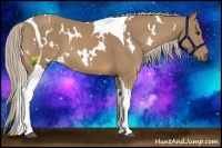 Horse Color:White Spotted Palomino Tobiano 