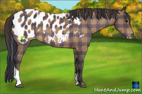 Horse Color:Plaid Bay Tobiano Appaloosa