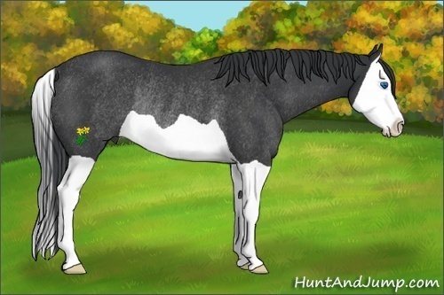 Horse Color:Black Splash Rabicano 