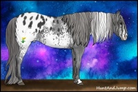 Horse Color:White Spotted Black Appaloosa