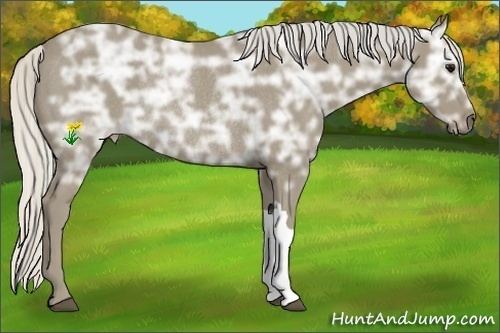 Horse Color:Silver Smoky Black Ice Rabicano 
