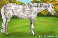 Horse Color:Silver Smoky Black Ice Rabicano