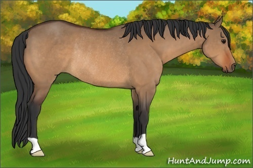 Horse Color:Bay Dun Rabicano 