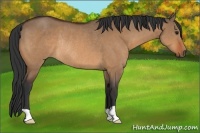 Horse Color:Bay Dun Rabicano 