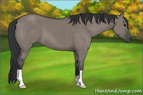 Horse Color:Grullo