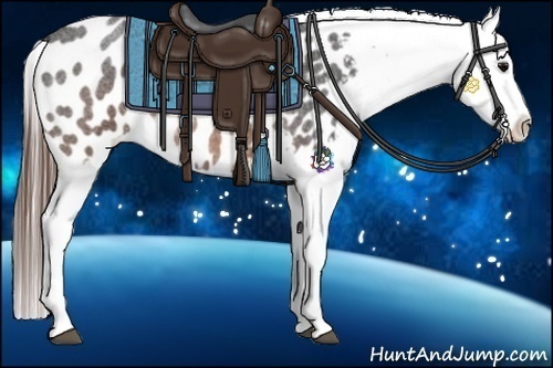 Horse Color:Brown Roan Appaloosa 