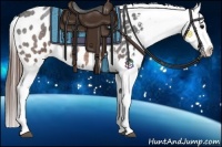 Horse Color:Brown Roan Appaloosa 