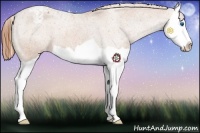 Horse Color:Chestnut Splash Varnish 