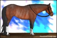 Horse Color:Bay Rabicano 