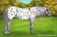 Horse Color:Grullo Appaloosa Rabicano 