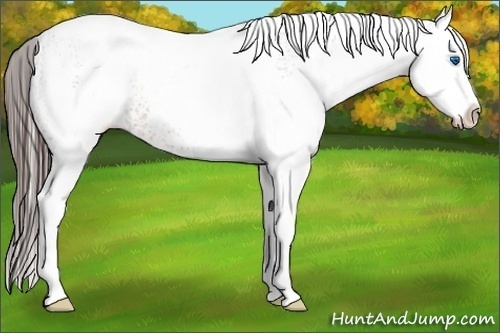 Horse Color:White Spotted Bay Splash Appaloosa 